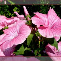 Прекрасная розовая лаватера - украшение сада!.. :: Лидия Бараблина
