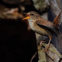 Крапивник(Troglodytes troglodytes) :: Иван 