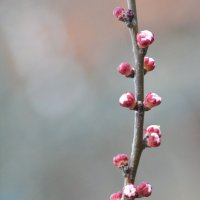 Апрельские зарисовки... :: Михаил Болдырев 