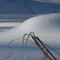 Белизна и непорочность свежего снега... :: Лидия Бараблина