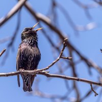 О чём поёт весною птица... :: Михаил Кашанин