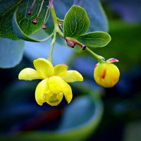 Желтый цветочек :: Асылбек Айманов