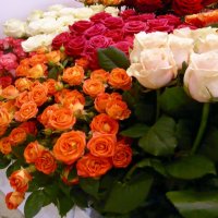 Розы прекрасны! :: Наталья Цыганова 