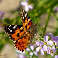 Бабочки в августе :: Tatiana Golubinskaia