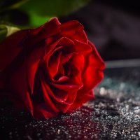 Прекрасная роза :: Ksenija Mudryaninets
