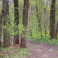 Апрельский лес. :: Зоя Чария