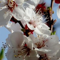 Нежность абрикосового цветения!... :: Лидия Бараблина