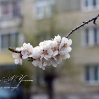 Весна идёт. :: Анатолий Уткин