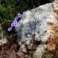 Цветы на скале :: Аркадий Басович