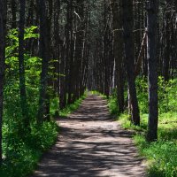 Шахты. Тропинка в сосновом бору. :: Пётр Чернега