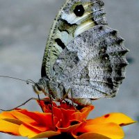 Серая бабочка на бархотке... :: Лидия Бараблина