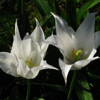 Белые тюльпаны... :: ТАТЬЯНА (tatik)