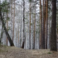 Весенний лес.. :: Анна Суханова