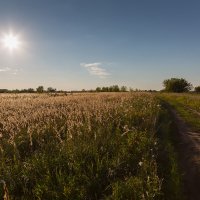 В августе :: Александр Синдерёв