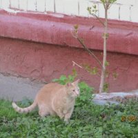 Уличная кошка. :: Зинаида 