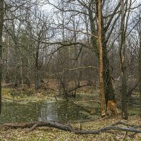 Работа бобров :: Сергей Цветков