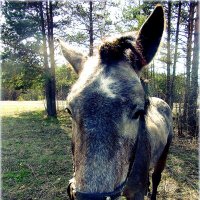 Познакомимся.. :: Александр Шимохин