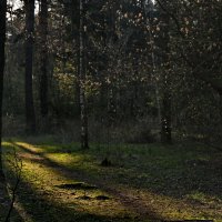 В весеннем лесу. :: Ирина Нафаня
