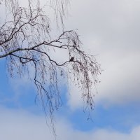 На фоне неба голубого узор березовых ветвей :: Наталья Т
