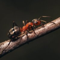 трудяга муравей :: Максим Вышарь