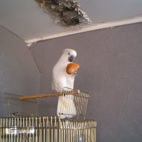 Попугай - охранник в магазине :: Герович Лилия 
