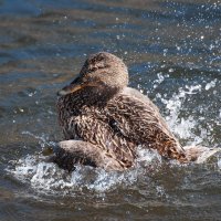 Водные процедуры :: Olik *