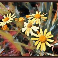 Весенние полевые цветы :: Владимир Бровко