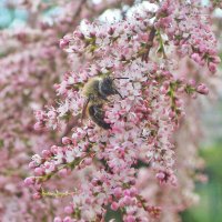 Нежный цвет и пища для пчёлок... :: Тамара Бедай 