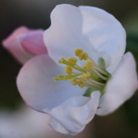 Цветок яблони. :: сергей 