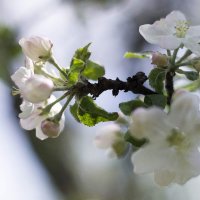 Цветок яблони в утренних лучах светила :: Александр Мац