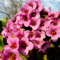Первые майские цветы - бадан!... :: Лидия Бараблина