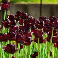 Черные тюльпаны в память о войне. :: Александр Чеботарь