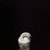 Лебедь :: Надежда Богомолова
