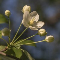 Яблони цветок :: Алена Рябченко