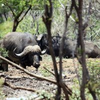 Cape Buffalo :: John Anthony Forbes