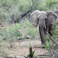 African Elephant :: John Anthony Forbes