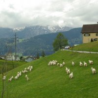 Пейзаж с козами близ Аппенцеля :: Сергей Моченов