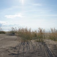 Настоящие балтийские дюны – очень живописное место :: Елена Павлова (Смолова)
