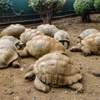 Черепахи Мавркия :: Boris Zhukovskiy