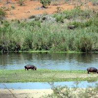 Hippo in Chobe River :: John Anthony Forbes