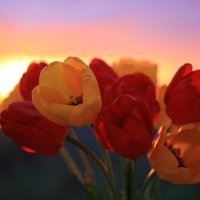 Тюльпаны на закате :: Ninell Nikitina