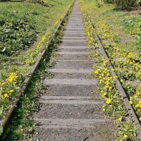 Dandelion stairway to heaven :: Юрий Вовк