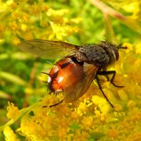 Tachina fera - Ежемуха свирепая. :: ivan 