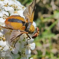 Ежемуха толстокрылая (Phasia crassipennis)  или Фазия пёстрая (лат. Ectophasia crassipennis) :: vodonos241 