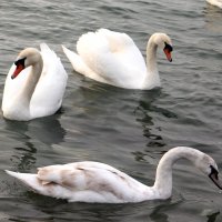 Лебеди на Чёрном море :: Валерий 