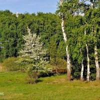 Весна. В лесу  зацвела дикая яблоня :: Восковых Анна Васильевна 