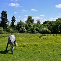 Весенние поля для выпаса и выгула лошадей в Англии :: Тамара Бедай 
