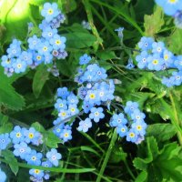 Цветы в горах Адыгеи летом :: Татьяна Р 