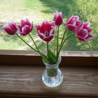 Тюльпаны на окне :: Евгений 