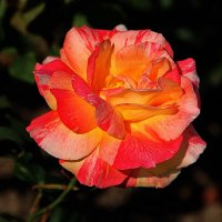 Вот роза, всех цветов царица, блестит румянца красотой.... :: Tatiana Markova